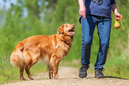 女人玩收费猎犬新斯科舍省鸭