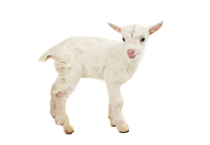 小山羊图片-小山羊素材-小山羊插画-摄图新视界