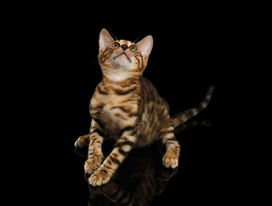 猫只宠物猫咪小猫的叫声英国猫咪黑色背景上的黑色大理石孟加拉猫咪坐