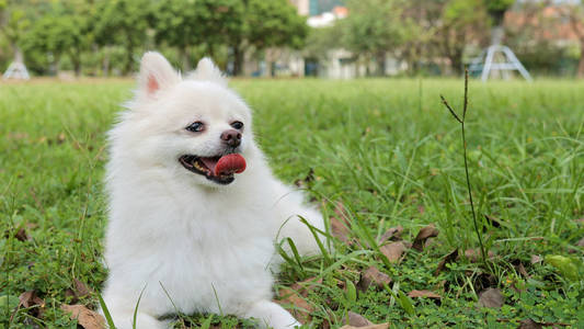 白色博美犬狗坐在草坪上