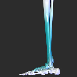 骨架的腿