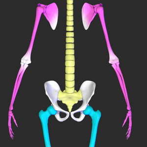 肩甲骨图片 肩甲骨素材 肩甲骨插画 摄图新视界