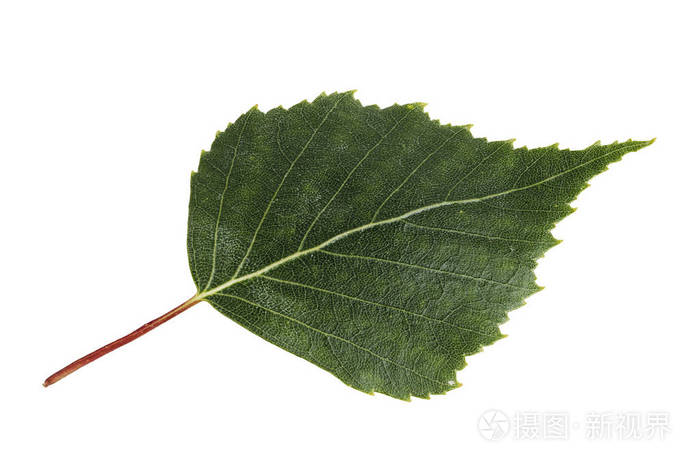 白桦叶白色背景上孤立照片 正版商用图片0cur7t 摄图新视界
