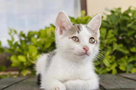 为照相机摆姿势的白色小猫的肖像