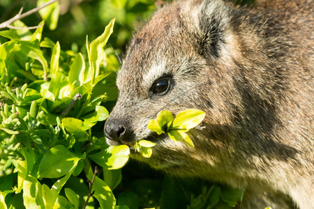 岩 dassie