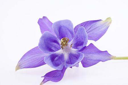 单一的紫罗兰花的耧寻常型