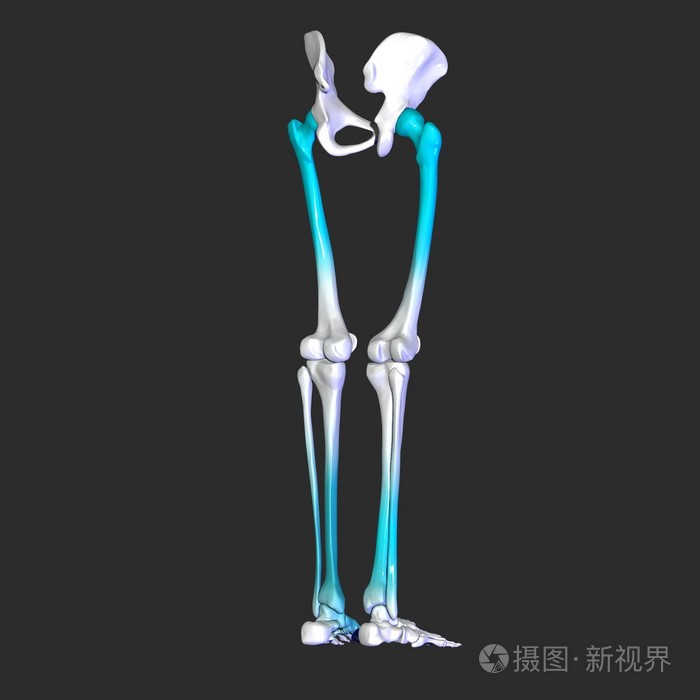 骨架的腿