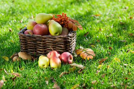 秋天果实在篮子里孤立在白色的篮子里成熟的果实孤立在白色的篮子里