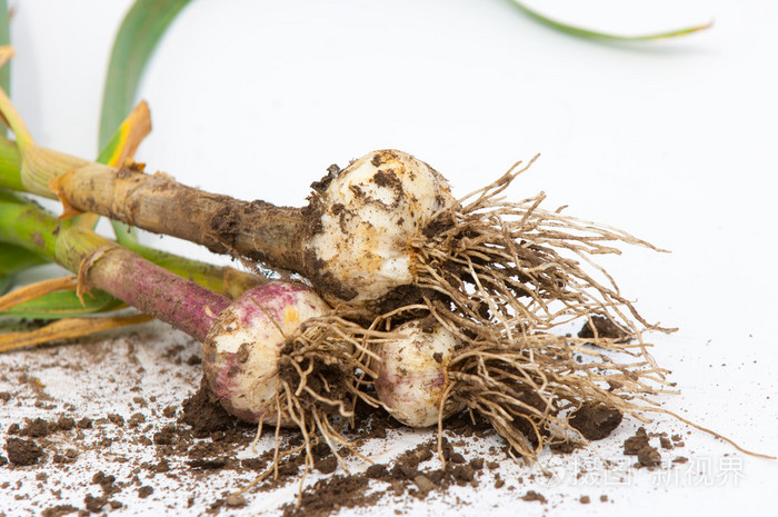 大蒜不是成熟的叶茎上.