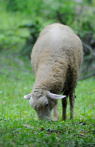 绵羊站在绿色的田野