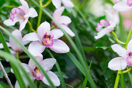 花园里的兰花