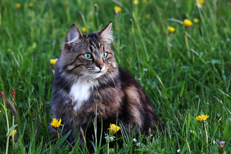 年轻的挪威森林猫打猎，晚上在草地上