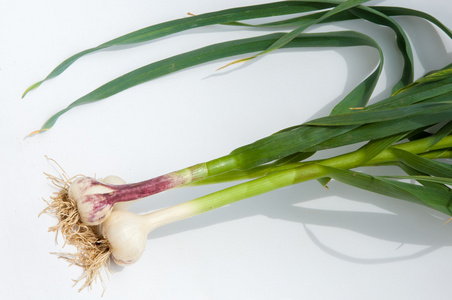 刺鼻气味大蒜.大蒜不是成熟的叶茎上.