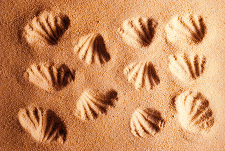 沙质的印记背景图片
