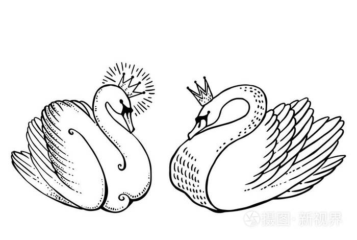 两只天鹅在冠插画-正版商用图片0cv2t2-摄图新视界