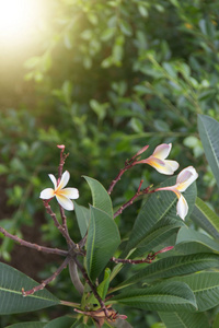 美丽的鸡蛋花与自然背景。顶尖角视图