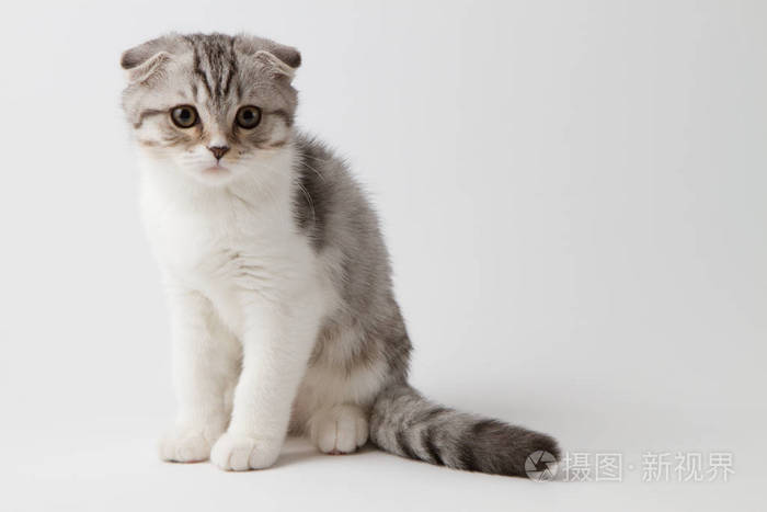 苏格兰折耳猫小猫坐在白色的背景下