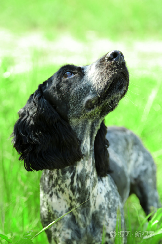 俄罗斯猎犬在户外