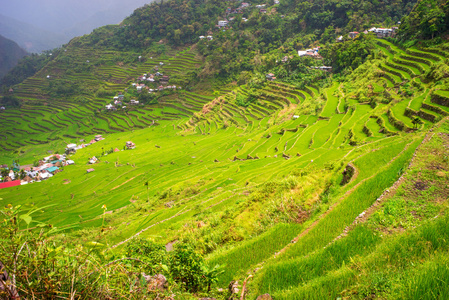 Batad 水稻梯田