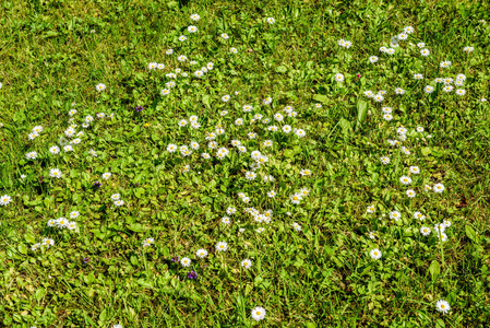 用鲜花和绿草的阳光草地