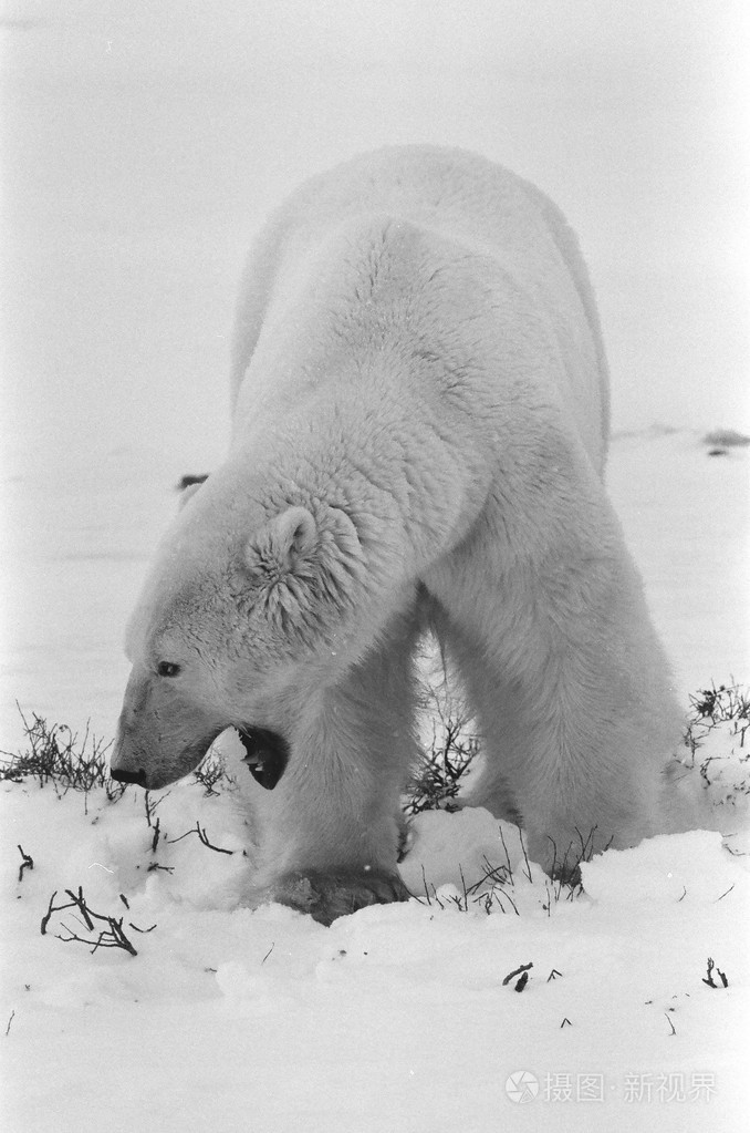 北极熊黑白照片