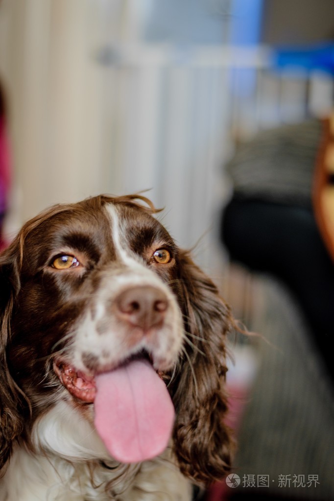 可爱的4周龄可卡犬幼犬