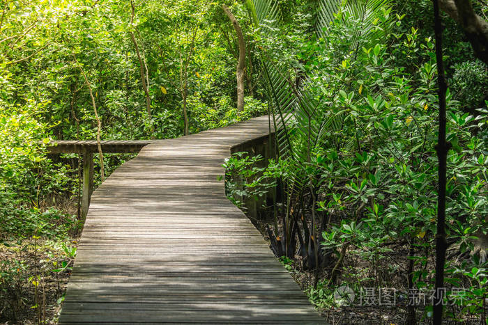 木地板与桥在森林中的红树林