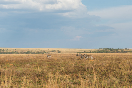 斑马。Ezemvelo 国家公园。南非