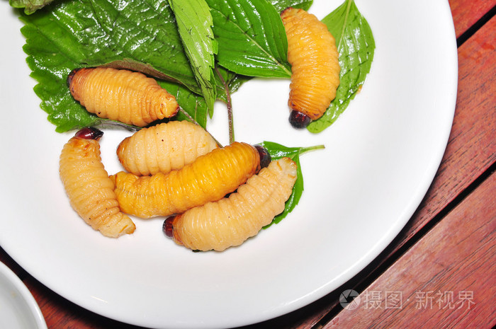 红棕象甲幼虫或椰子蠕虫或平阳dua或西米蠕虫为危险性来自越南