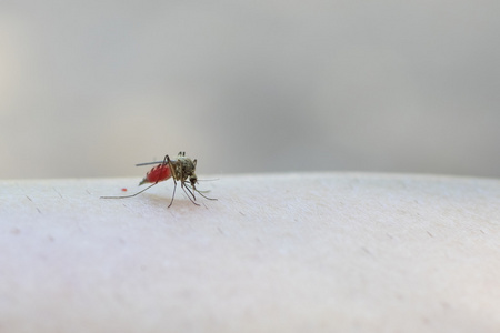 沾满鲜血的人的手的蚊子照片