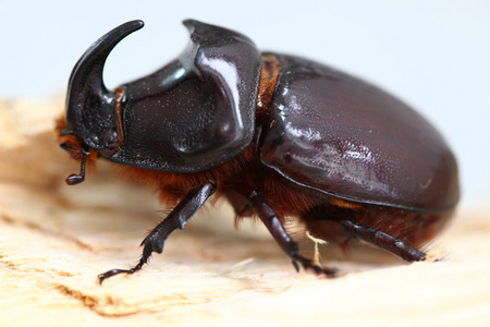 Oryctes nasicornis，犀牛甲虫