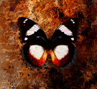 蝴蝶 混合的介质和颜色背景插图