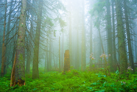 雾松树林图片