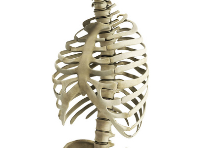 乌曼骨架肋骨与脊柱解剖前查看 3