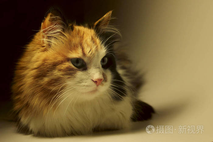 印花布猫关闭照片 正版商用图片0cvlis 摄图新视界