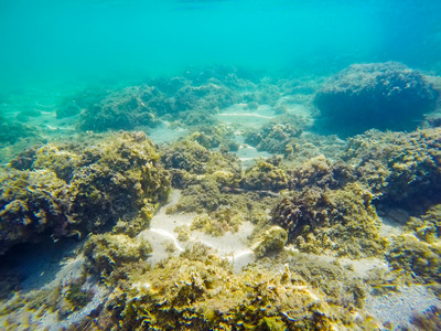 撒丁岛海底的岩石和海藻