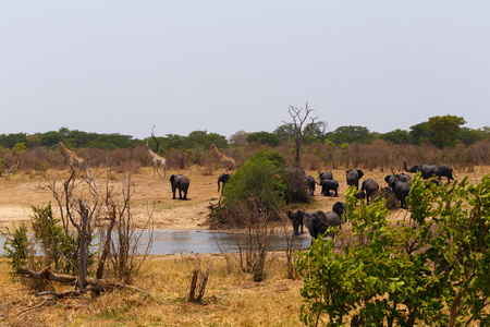 群非洲大象在泥泞的水坑饮水