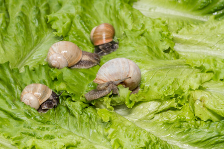 有趣的蜗牛在沙拉特写湿叶