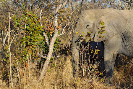 大象吃树叶在萨凡纳
