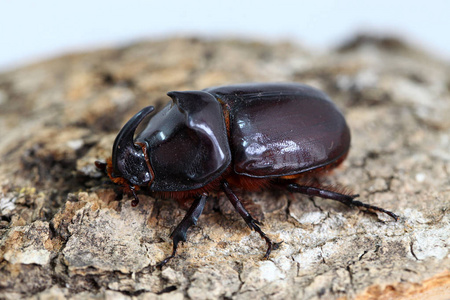 Oryctes nasicornis，犀牛甲虫