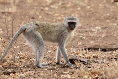 黑长尾猴 Chlorocebus pygerythrus