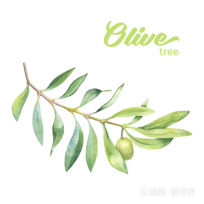 绿色水彩橄榄枝插画-正版商用图片0cvxce-摄图新视界