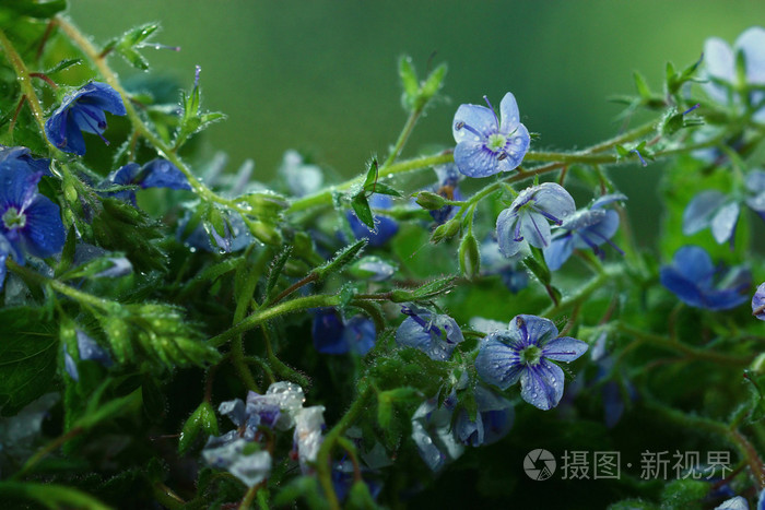 亮丽鲜艳的花朵