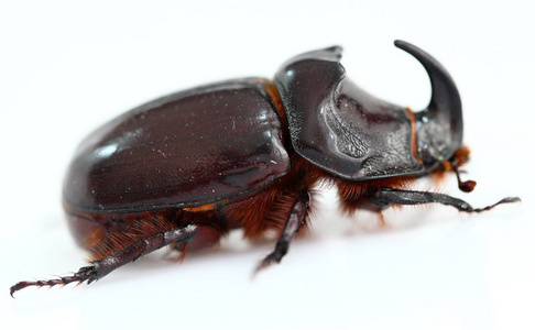 Oryctes nasicornis，犀牛甲虫