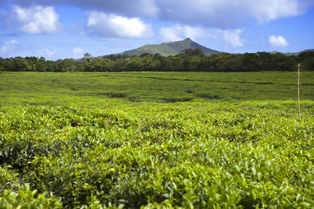 在山脚下的茶叶种植园。毛里求斯