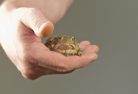 东部美国蟾蜍抓住蟾蜍照片