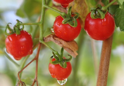 花园里的新鲜和湿红樱桃番茄