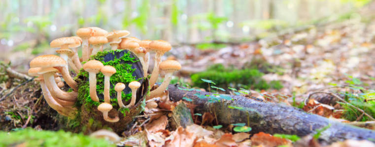 在 moss 中的美丽蘑菇
