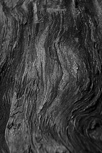 木材纹理老树