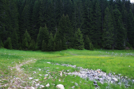 夏季森林景观